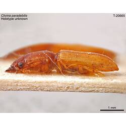 Beetle specimen, lateral view.