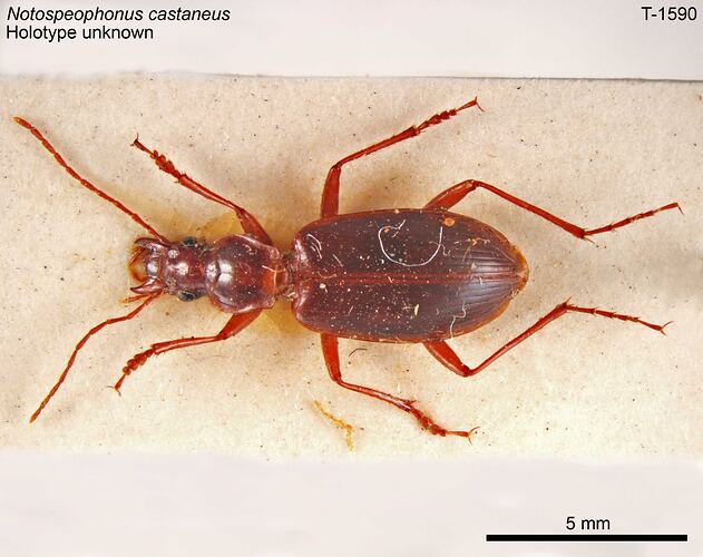 Beetle specimen, dorsal view.