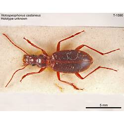 Beetle specimen, dorsal view.