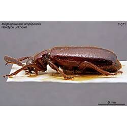 Beetle specimen, lateral view.