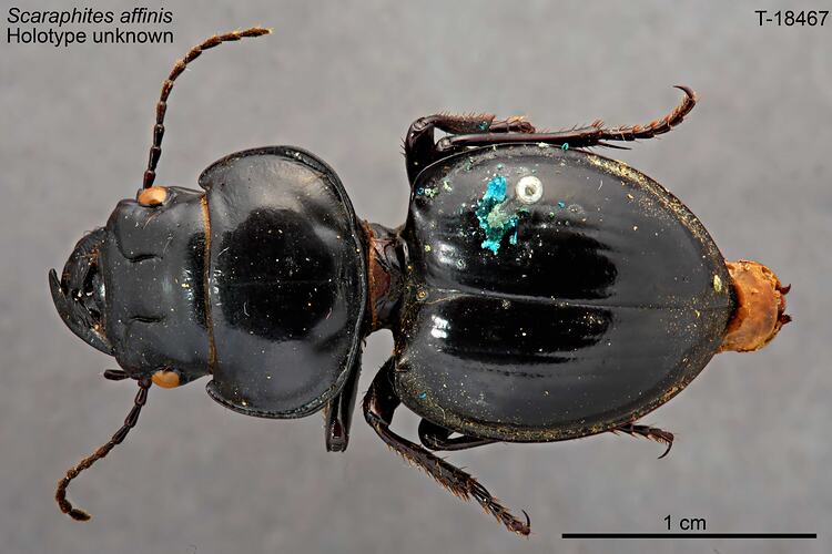 Beetle specimen, dorsal view.