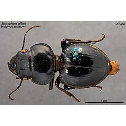 <em>Scaraphites affinis</em> Castelnau, 1867