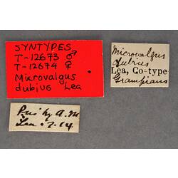 Handwritten specimen labels.
