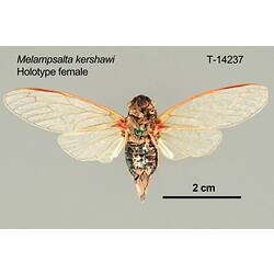 Cicada specimen, female, ventral view.