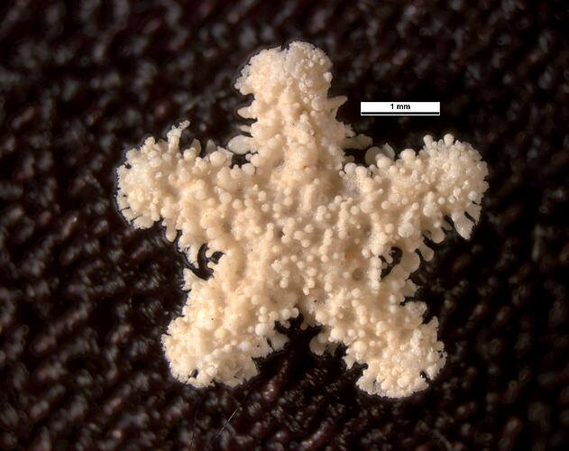 Dorsal view of small spiny seastar with scale bar,