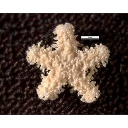 Dorsal view of small spiny seastar with scale bar,