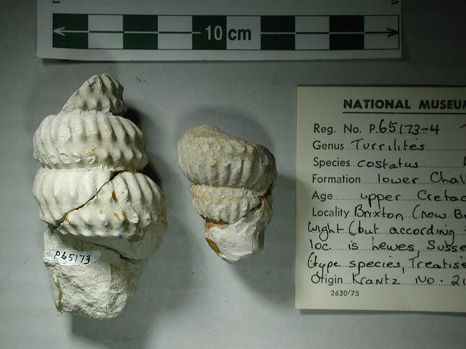 <em>Turrilites costatus</em>, ammonoid .  Registration no. P 65174.