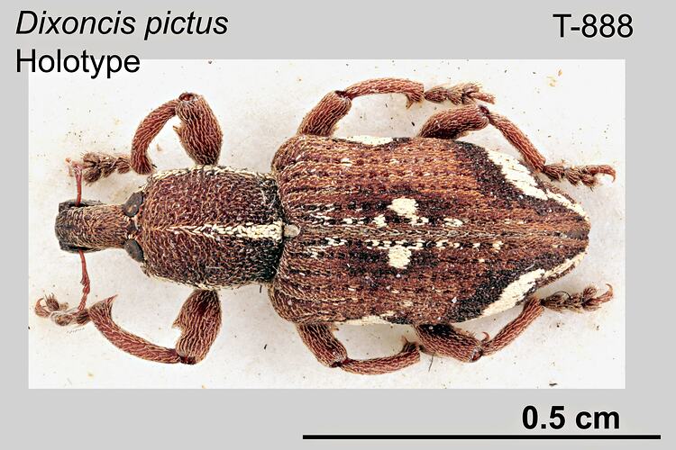 Weevil specimen, dorsal view.