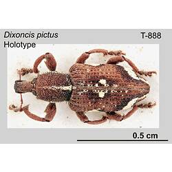 Weevil specimen, dorsal view.