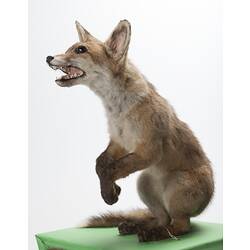 Red Fox specimen mounted on hindlegs.