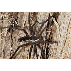 A Water Spider crawling across bark.