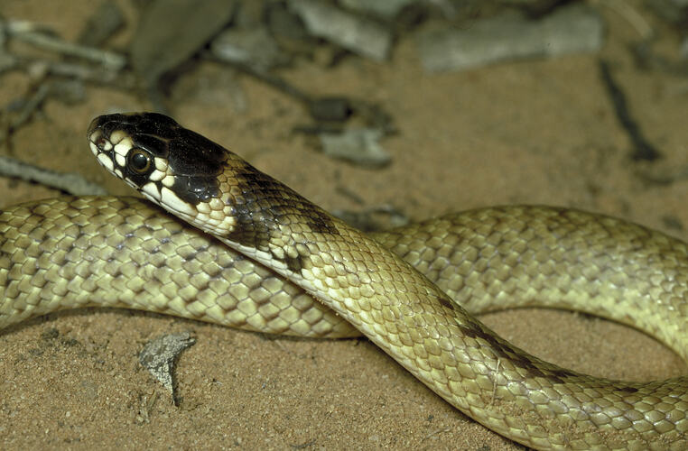 The head of a Strap-snouted Brown Snake.