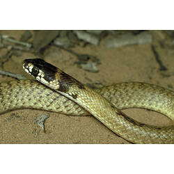 <em>Pseudonaja aspidorhyncha</em> (McCoy, 1879), Strap-snouted Brown Snake