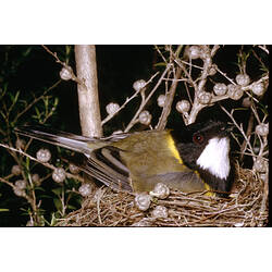 A male Golden Whistler sitting on her nest, at night.