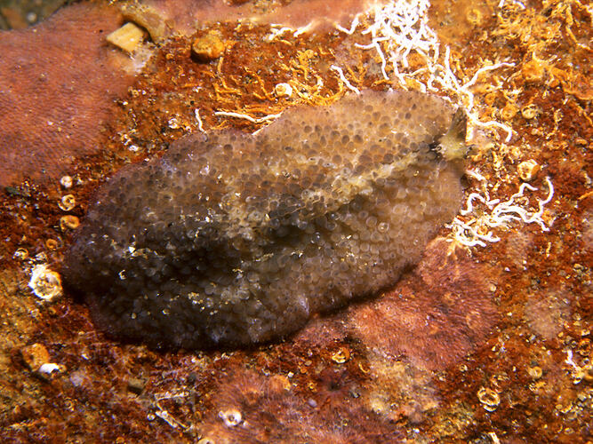 Flatworm on encrusted rock.