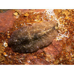 Flatworm on encrusted rock.