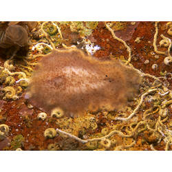 Family Stylochidae, flatworm. Flinders Pier, Victoria. [F 172777]