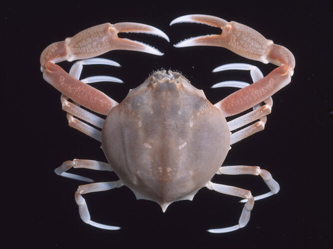 Dorsal view of Large Pebble Crab against black background