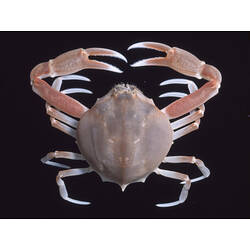 <em>Bellidilia undecimspinosa</em> (Kinahan, 1856), Large Pebble Crab