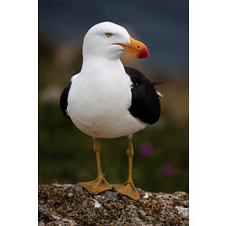 A bird, the Pacific Gull, standing on a rock.