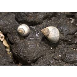 Two white marine snails on dry grey rock.
