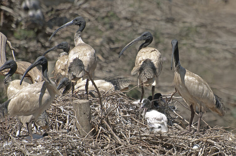 A group of Australian White Ibis nesting together.