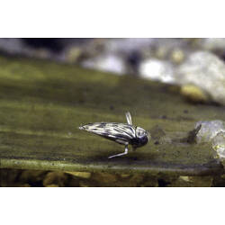 Corixidae, Water Boatman