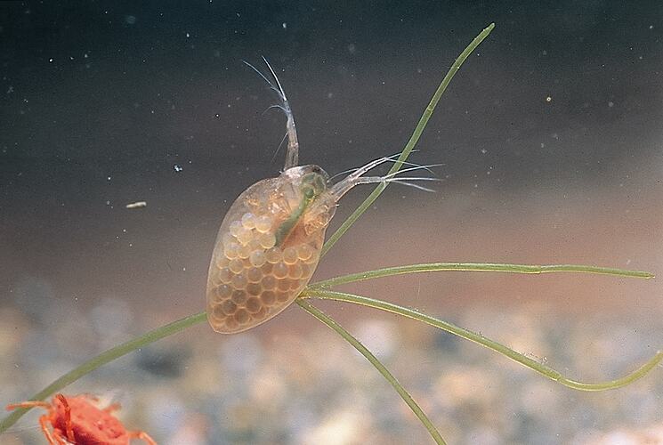A Water Flea clinging to an aquatic plant stem.