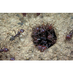 A group of Meat Ants gathered at the entrance to their nest (a round hole in the pebbly/sandy ground).