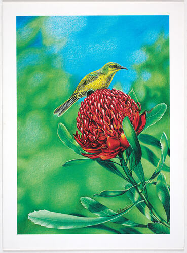 Greeting Card - Waratah and Yellow Honeyeater, Thomas Le for Austcare, 1996
