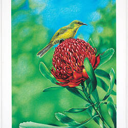 Greeting Card - Waratah & Yellow Honeyeater, Thomas Le for Austcare, 1996