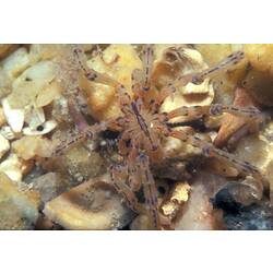Sea Spider on the sea floor.