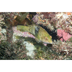 A fish, the Wrasse, above seaweed reef.
