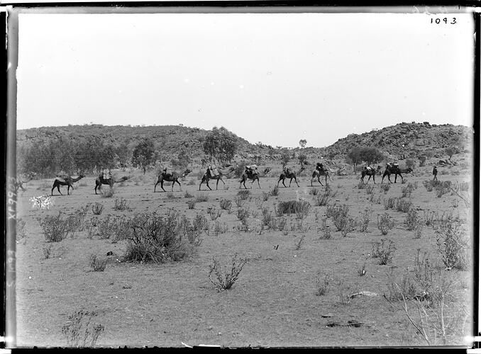 The Horn Expedition, camel caravan on the march, Central Australia, 1895