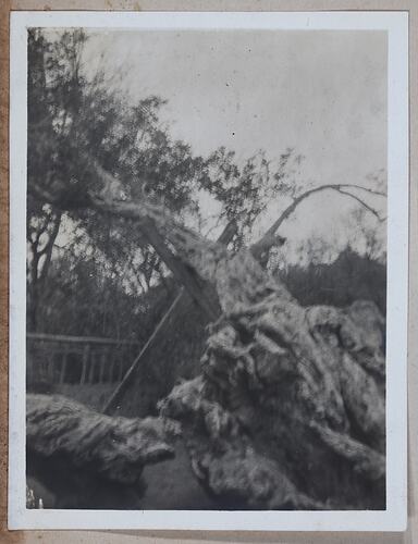 The Holy Tree, Egypt, Captain Edward Albert McKenna, World War I, 1914-1915