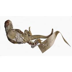 Spirit preserved Central Netted Dragon specmen, ventral view.