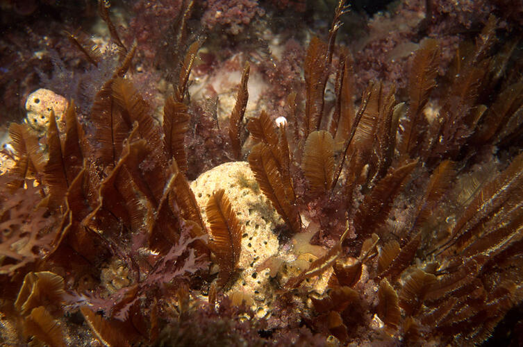 Feathery brown hydroid colony on reef.