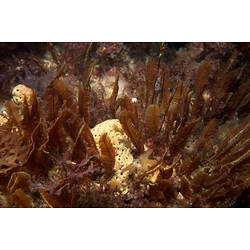 Feathery brown hydroid colony on reef.