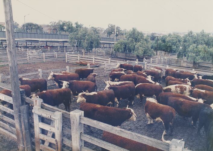 Cattle in Holding Yards, Newmarket Saleyards, 1987