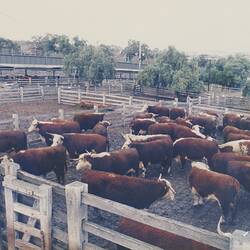 Digital Photograph - Cattle in Holding Yards, Newmarket Saleyards, Newmarket, 1987