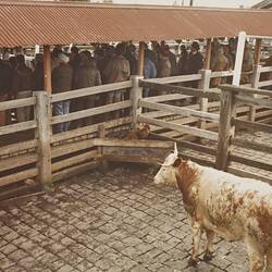 Digital Photograph - Cattle Sales, Newmarket Saleyards, Newmarket, Sep 1985