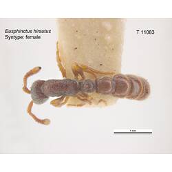 Ant specimen, dorsal view.