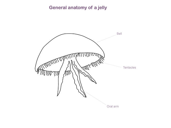 Line drawing of jellyfish with labels.