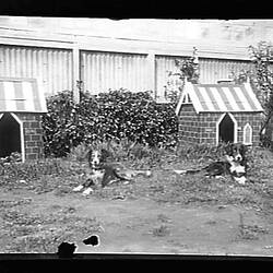 Glass Negative - Dogs & Kennels at 'Chelmer', St Kilda Road, South Yarra, Victoria, 1907