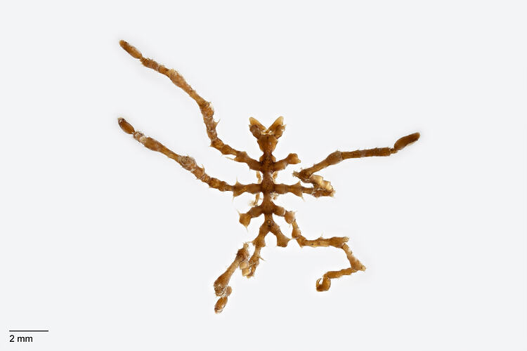 Sea Spider viewed from above.