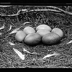 Glass Negative - Emu Nest, by A.J. Campbell, Australia, circa 1900