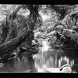 Glass Negative - Forest Stream, Dandenong Ranges, Sassafras Gully, Victoria, circa 1900