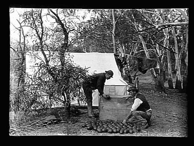 [Packing emu eggs, Murray River, about 1900.]