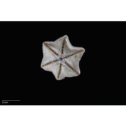 Small, rough sea star with six points, ventral view.