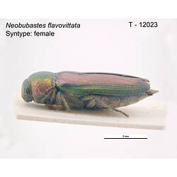 Pinned beetle specimen, side view.